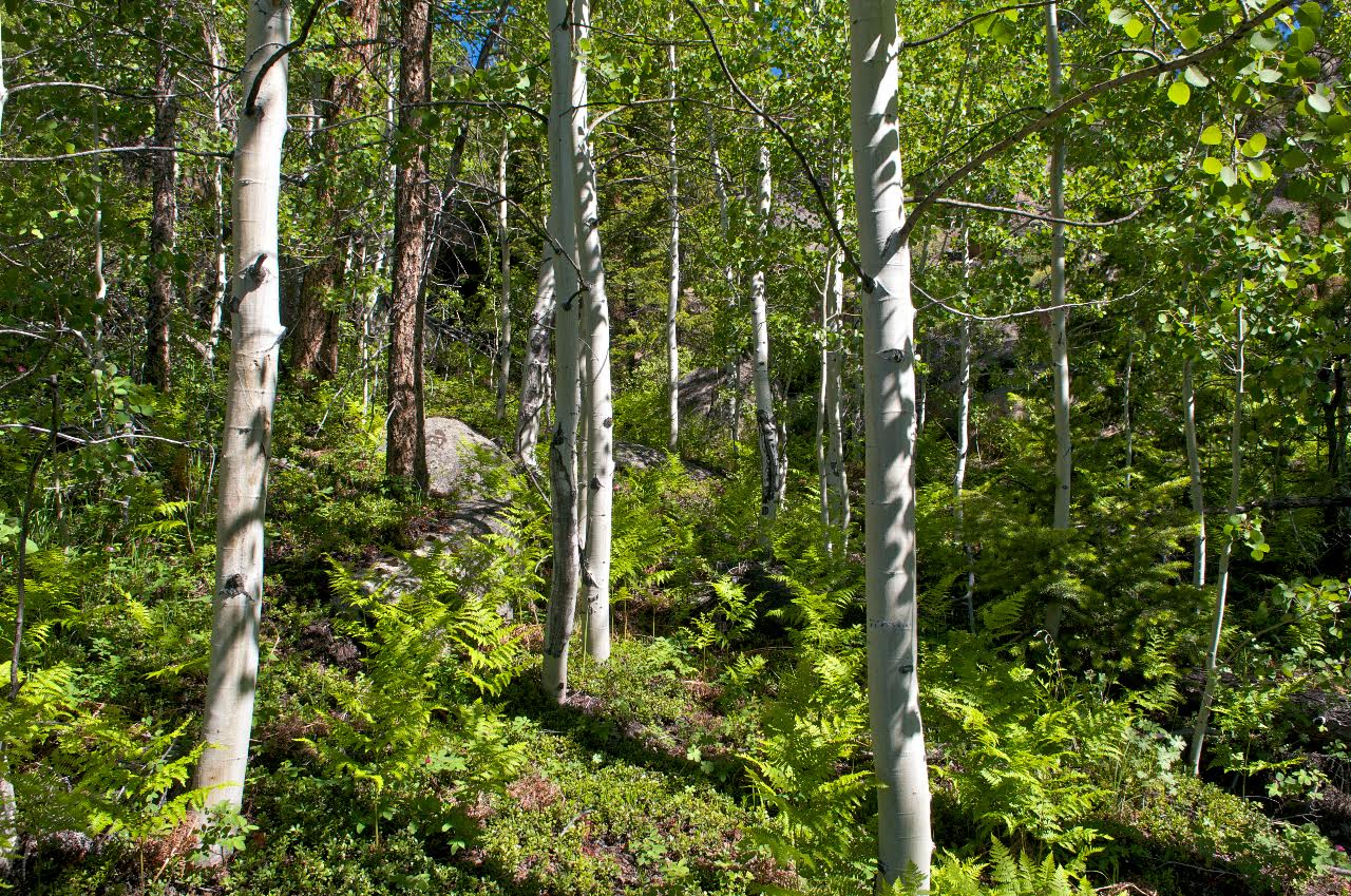 spring aspens.jpg