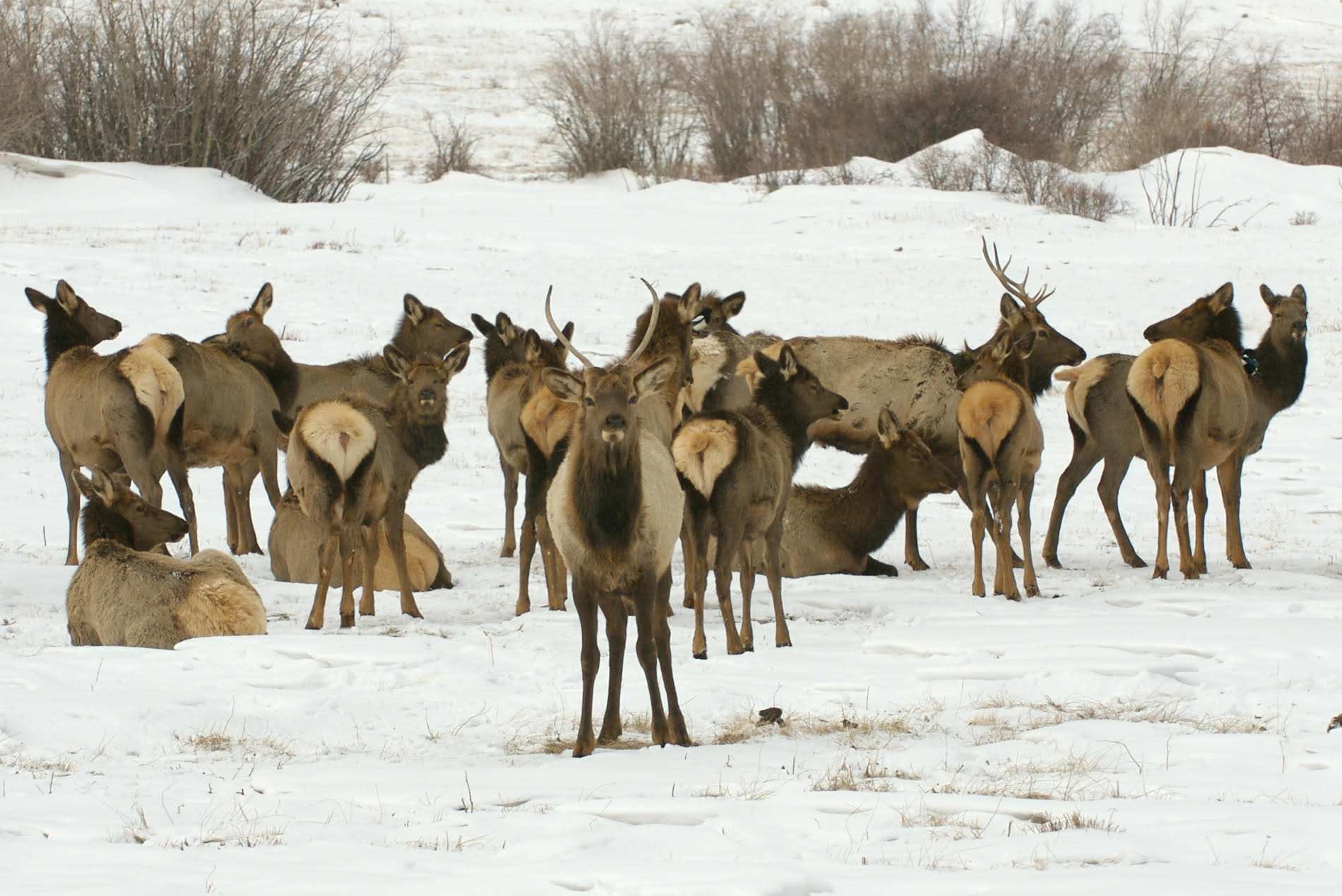 snow elk.jpg