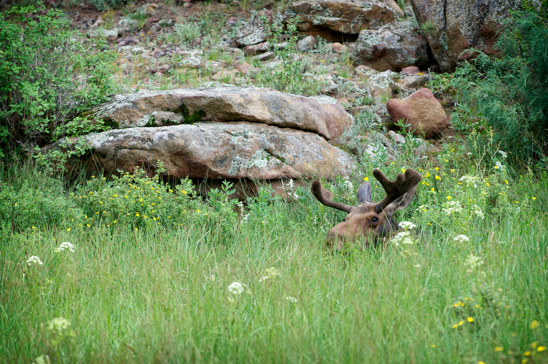 ER Lazy Moose copy.jpeg