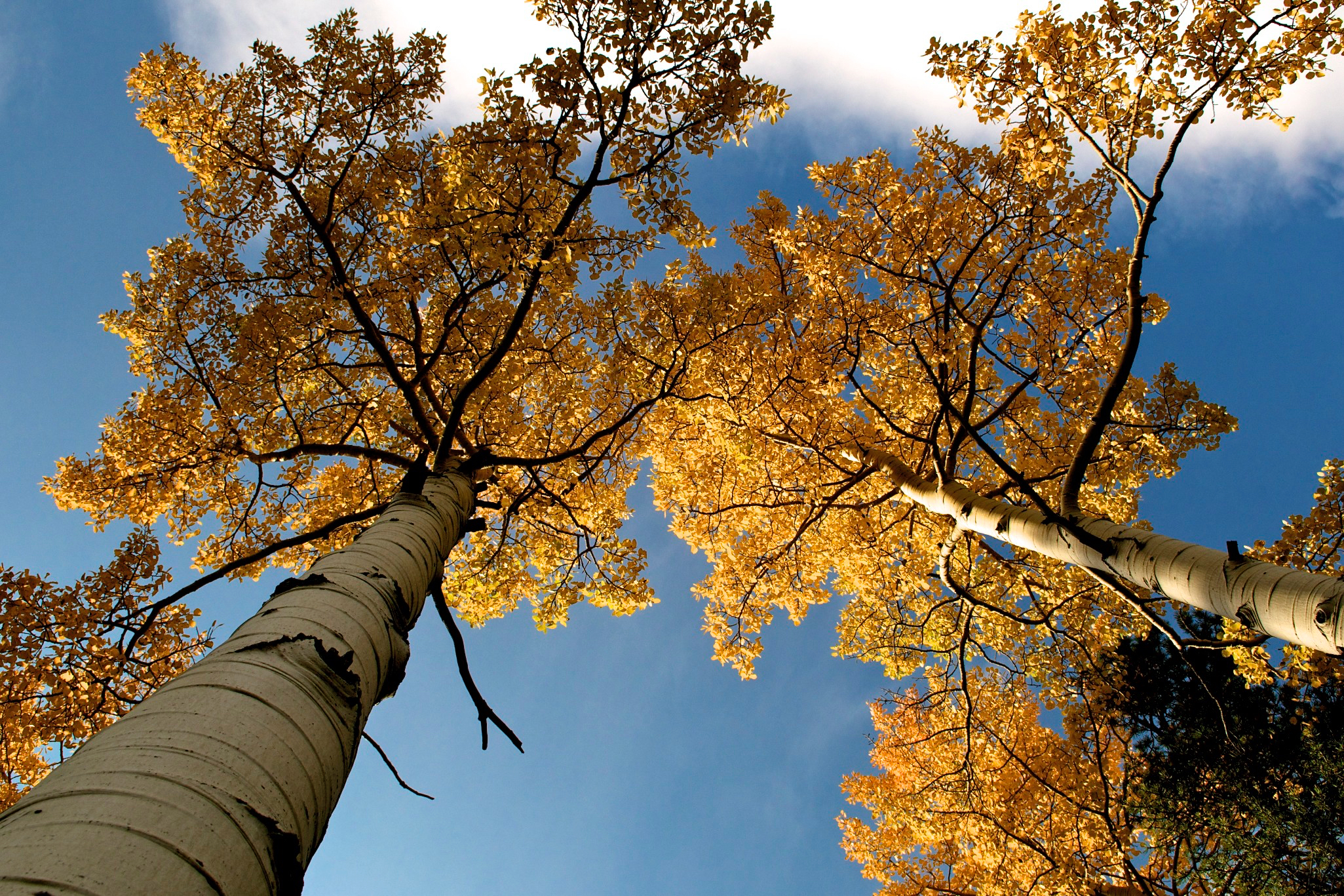 ER Vertical Gold.jpg